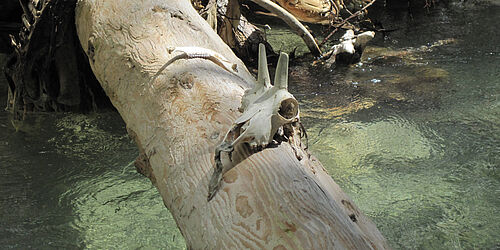 Foto Bachbettbegehung in der Finzbachklamm mit Feierwerk Boom