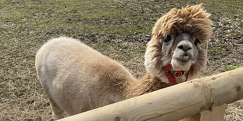 Ausflug nach Gut Aiderbichl mit Feierwerk Boom