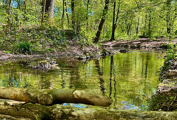 Foto Flusswanderung mit Feierwerk Boom. Zu sehen ist ein Fluss mitten im Wald.