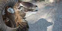 Sa 19.10.2024 PROGRAMM-SPECIALS - TIERE FOTOGRAFIEREN IM WILDPARK POING