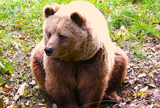 Tiere fotografieren im Wildpark Poing