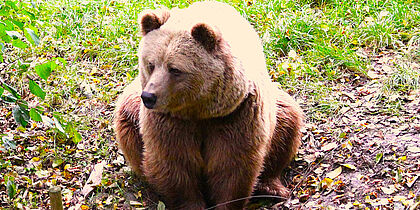 Tiere fotografieren im Wildpark Poing