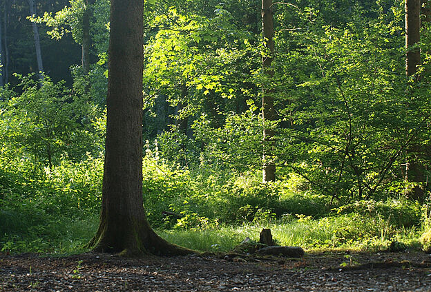 Ein Tag im Wald - ein Fest der Sinne