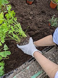 Sa 25.06.2022  - AKTION: GÄRTNERN IN DER STADT für die ganze Familie