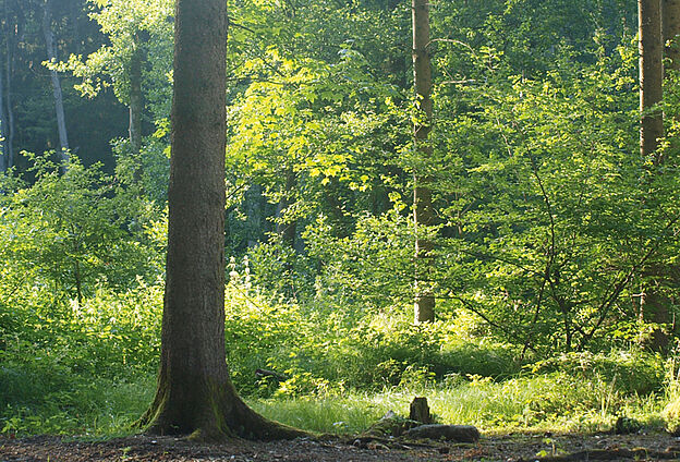 Waldtag